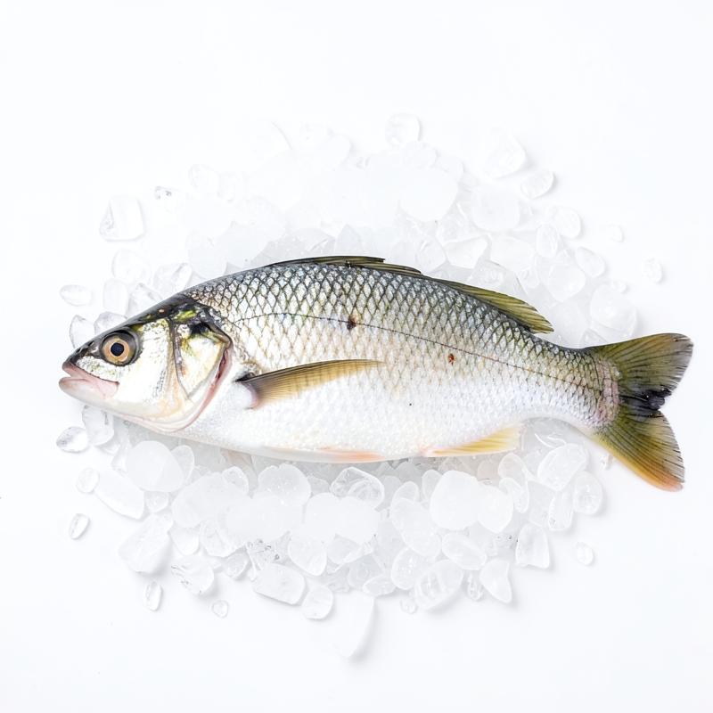 Tilapia / Qarara