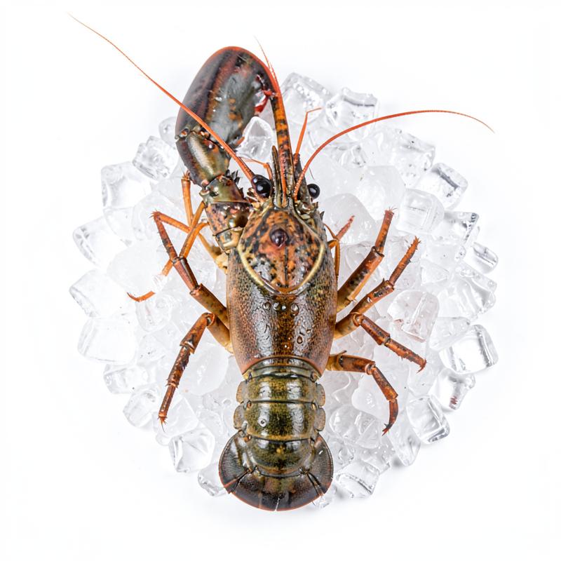 Lobster